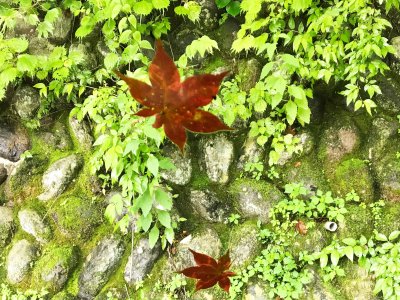 気の早いカエデ