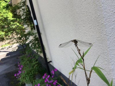川俣の朝の気温は18℃前後