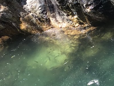 今日は気温22℃。川面の黒い影は川魚