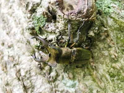 クワガタ、コロン