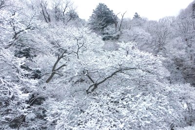 冬には真っ白な山景色