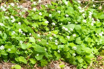 山葵の花が咲き始めました。