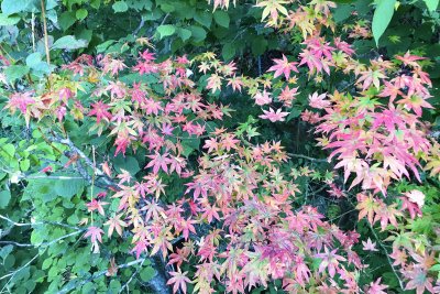 川俣の紅葉の見頃は、10月20日頃から。