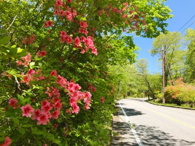 川俣の春景色は５月が見頃