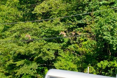 蔵の前の電線にお猿さん