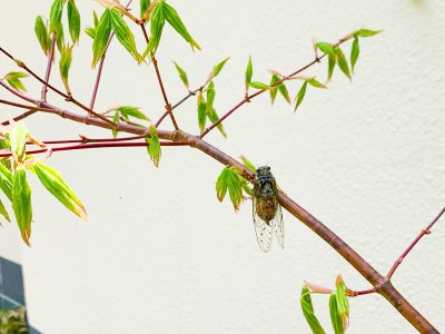 ハルゼミが鳴き始めました