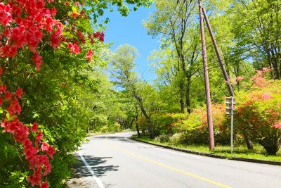新緑の季節の花