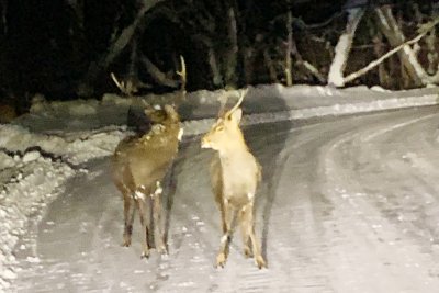 雌雄揃ったこの動物は